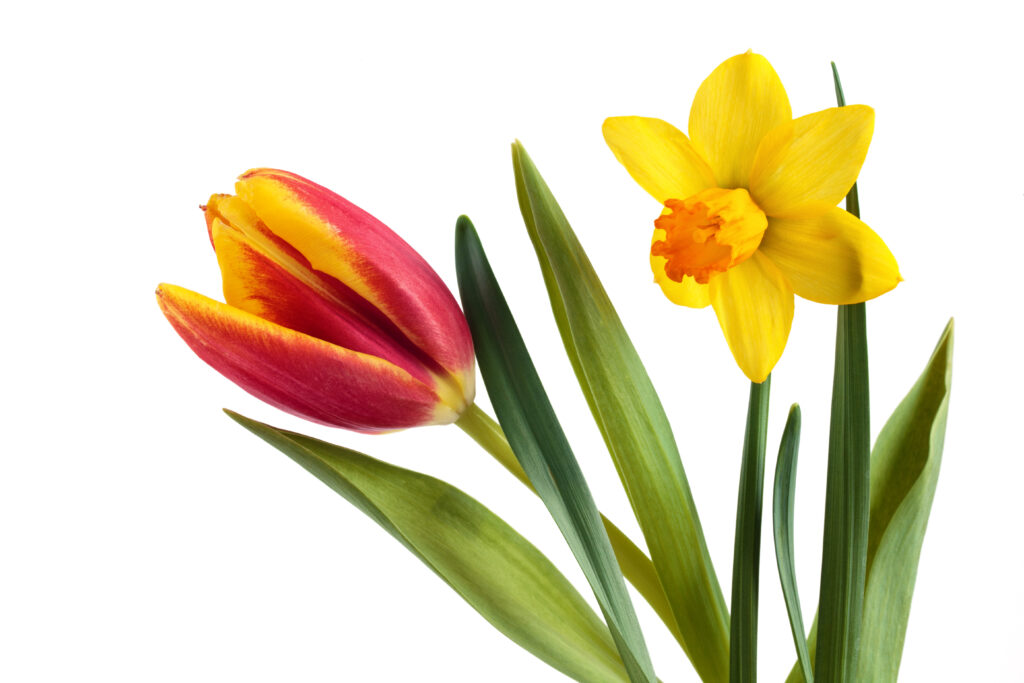 Vrchní část červenožlutého tulipánu se stonkem a listy nalevo a žlutého narcisu se stonkem a listy napravo