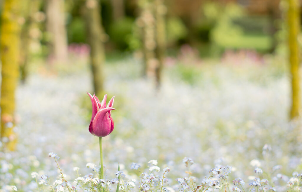 Citlivka - osamělý tulipán uprostřed mýtiny s bílými květy.